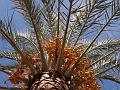2013-1014-1730_Date_Palm_Malaga_Spain_24C